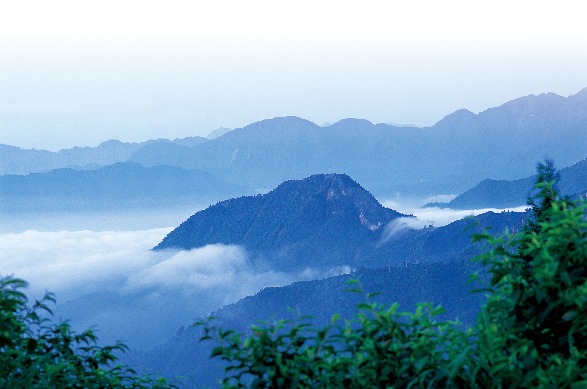 台灣山毛櫸步道一隅