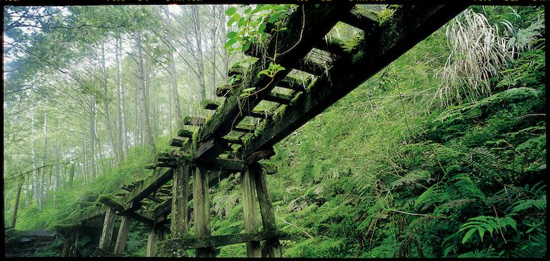 檜木林下的鐵道遺跡