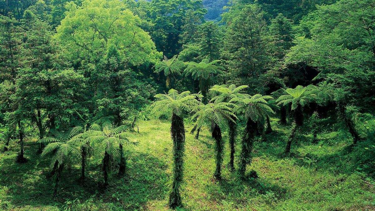 鳩之澤自然步道植被