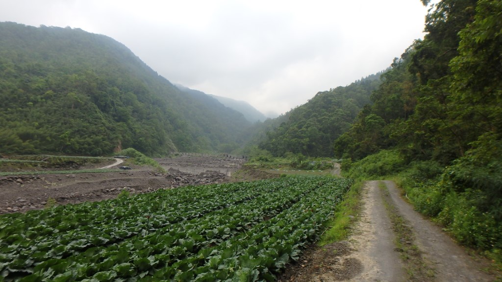 嘉平林道沿線風景