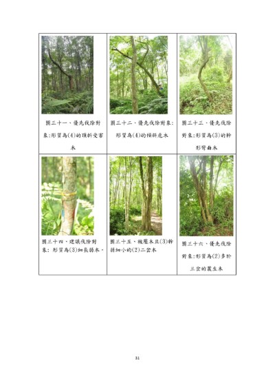 烏心石整理伐標定木複查-整理伐林木照片2
