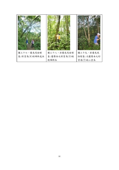 烏心石整理伐標定木複查-整理伐林木照片3