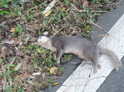 若有發現野生動物屍體(圖為鼬獾)送檢及需要救傷之案例等，請儘速通報宜蘭縣政府動植物防疫所(03-9602350)