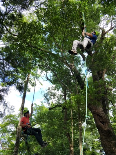 攀上樹梢頂峰 為林業注入新生命