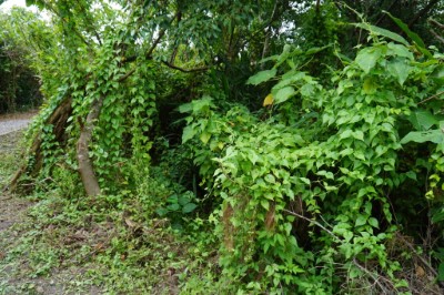 小花蔓澤蘭危害本土植物