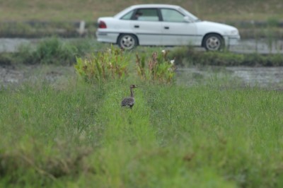 白額雁在棲息在田董米田區刻意拓寬、營造的野薑花田埂