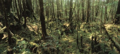 翠峰湖環山步道檜木森林