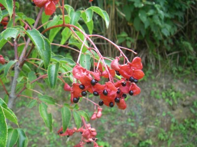 野鴉椿艷紅果皮跟黑亮種子，十分吸睛