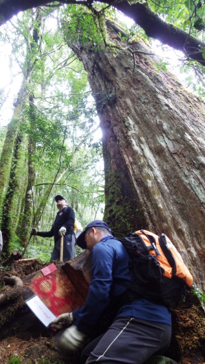 「檢警林」科技佈防  剷除山老鼠產銷鏈