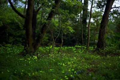 啟動和美山區保安林公私協力共同營造生態棲地多樣性 