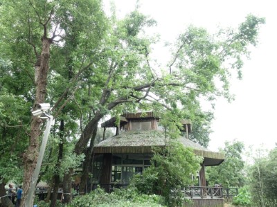 羅東林業文化園區攀樹師展藝，高空修剪樹木、建構健康都市林