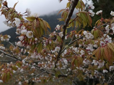 太平山櫻花