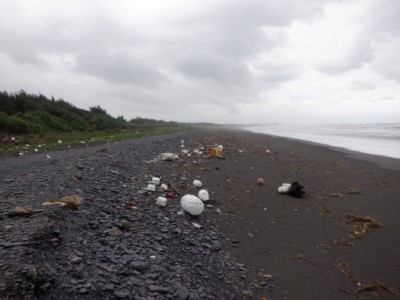 向海致敬保安林清理前