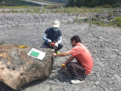 量測被害木頭材積1