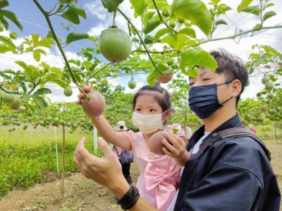 友善種植採果樂