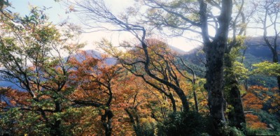 台灣山毛櫸