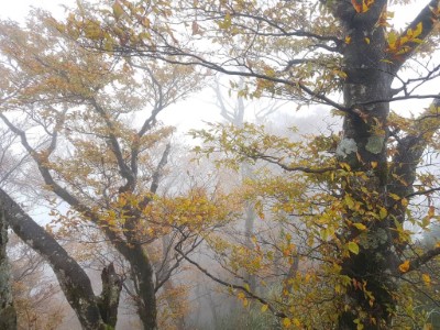 宜蘭縣銅山地區同時為珍稀植物台灣水青岡及北山澤蟹原生棲地