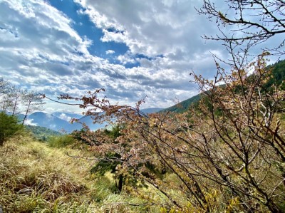 太平山櫻花2