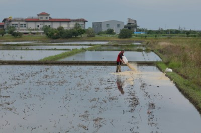 合作農戶施撒米糠並協助宣導友善保育農業行動1