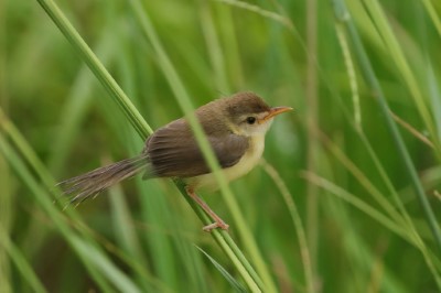 褐頭鷦鶯於田埂草叢穩定繁殖(圖為幼鳥)