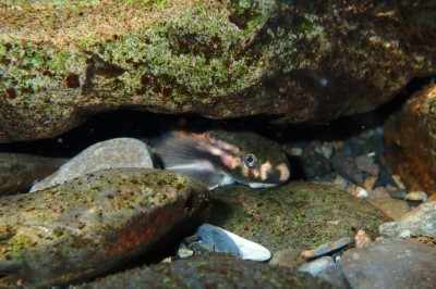 河海洄有的原生魚類日本禿頭鯊