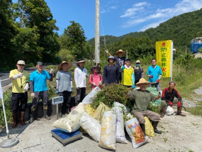 宜蘭縣雙連埤永續發展協會清理小花蔓澤蘭豐碩成果