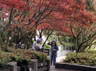 中央階梯夾道紫紅色楓葉美景