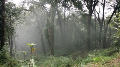 舊太平山迷霧森林