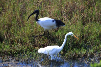 埃及聖䴉侵占本土鷺科鳥類棲地(林務局提供)