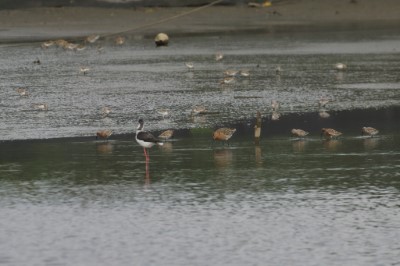 季新合作魚塭-提供半蹼鷸、彎嘴濱鷸、紅胸濱鷸、尖尾濱鷸等多種IUCN紅皮書近危以上的鳥種棲地