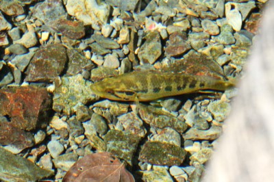 外來種珍珠石斑會捕食原生小魚