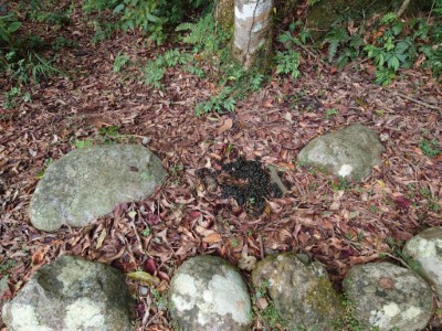 在福山植物園區發現山羊排遺