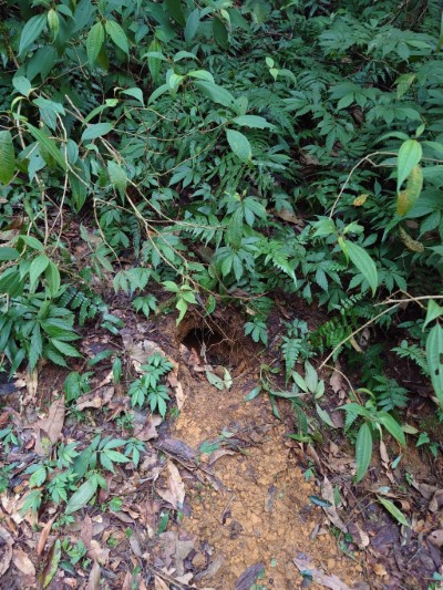 在福山植物園區發現穿山甲挖掘的洞穴