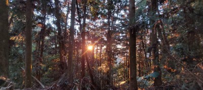 源自太平山國家森林遊樂區人工林