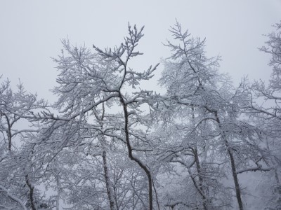 太平山冬季雪期