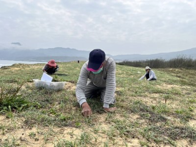 圖二、龍門社區發展協會沙灘植物調查