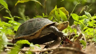 照片四、食蛇龜照片