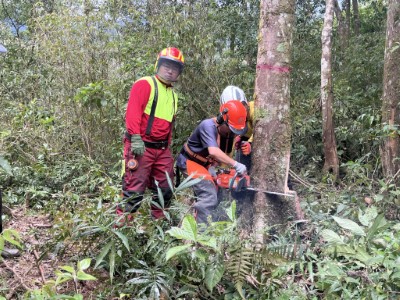 圖七、學員至採伐現場進行立木伐倒操作