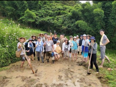 蜻蜓會成員與和禾換工夥伴一起完成黃腹細蟌稚蟲的棲地翻田(人禾提供)