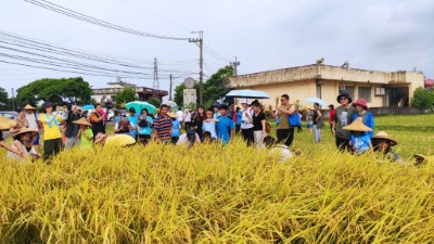 「金山彩田作伙來割稻」活動民眾與學童參與稻田收割