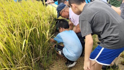 在地友善農友教導小朋友割稻體驗