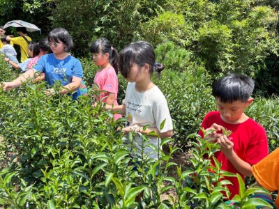 乾華國小學員們至草生栽培茶園體驗採茶樂趣