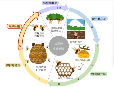 虎頭蜂生命週期圖_資料來源_新北市虎頭蜂熱點網站