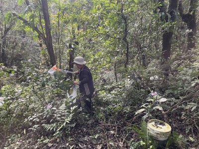 噶瑪蘭山岳協會志工正進行聖母登山步道淨山