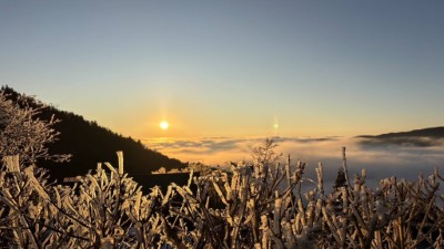 太陽升起時，陽光灑落在太平山結滿霧淞枝頭上，美得像一幅畫。