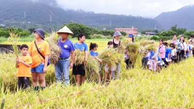 大家一起體驗收割的喜悅1