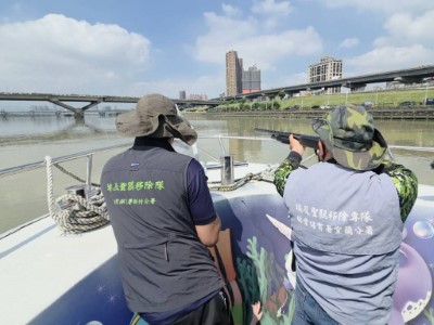 淡水河流域埃及聖䴉聯合擴大移除行動工作照片1
