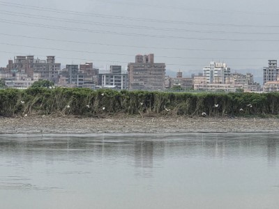 淡水河流域水域沿線巡查作業