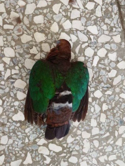 撞窗後死亡的翠翼鳩