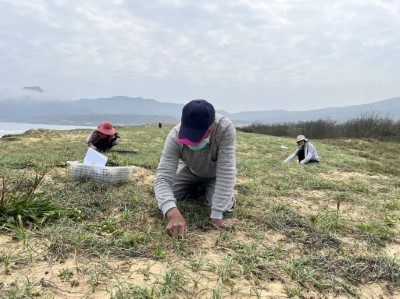 龍門沙灘植物基線調查